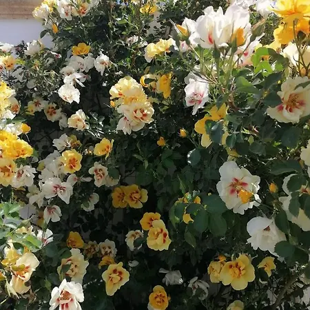 Frühstückspension Il Mirto Blu