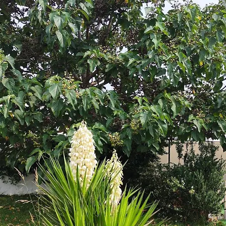 Frühstückspension Il Mirto Blu Porto Cesareo