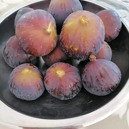 Il Mirto Blu